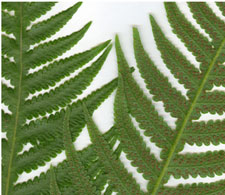Close up picture of fern leaves
