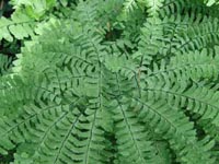 Picture of Northern Maidenhair Fern showing 'C' shape branching pattern.