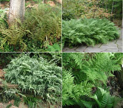 Picture of various ferns