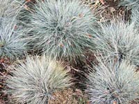 Picture closeup of Blue Fescue grass clumps showing bluish color.