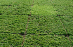 Picture of tall fescue test plots