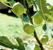 Picture of White Russian Figs