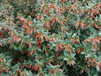 Picture of Firecracker Plant with red cigar shaped firecracker flowers.