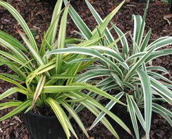 Picture of flax lilies