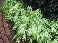 Picture of Japanese Forest Grass plants as border by birck walkway.