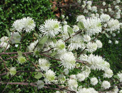 Picture of Dwarf Fothergilla flowers