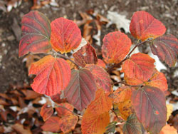 Picture of Dwarf Fothergilla leaves
