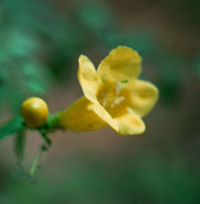 Picture of a foxglove