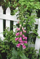 Picture of Foxglove (Digitailis Purpurea),