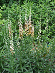 Picture of Davis Foxglove.