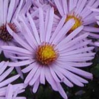 Picture closeup of Fragrant Aster flower having deep lavender petals and orange center.