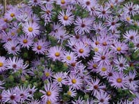  Picture of Fragrant Aster deep lavender flowers with orange centers.
