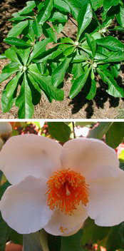 Picture of Franklinia leaves and a bloom