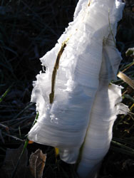 Picture of frost flowers.