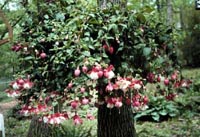 Picture of Fuchsia with pink and white flowers.