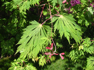 Picture of leaves of an acer palmatum.