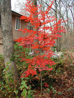 Picture showing a full moon maple tree with fall color of red.