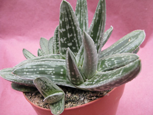 Picture of a Green Ice Gasteraloe plant.