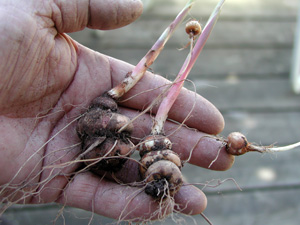 Picture of corms of Lucifer Crocosmia.