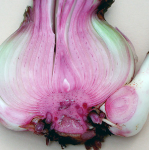 Picture of a stained amaryllis bulb.