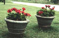 Two potted Zonal Geraniums with bright red flowers.