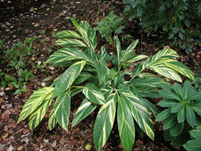 Picture of ginger plants