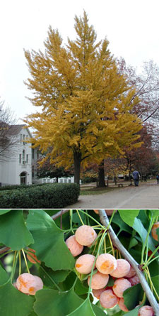 Pictures of a ginkgo tree and fruit.