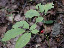 Picture of ginseng