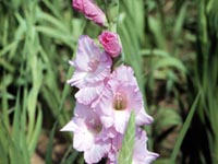 Picture of lavender Garden Gladiolus flowers.