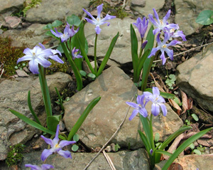 Picture of Glory of the Snow flowers 