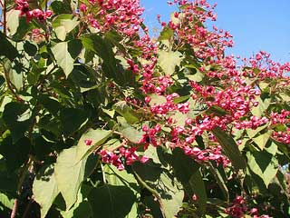 Picture of a Harlequin Glorybower.