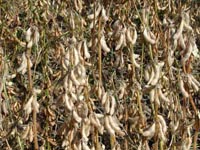 Picture of soybean plants with soybean pods.