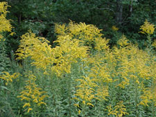 Picture of Goldenrod
