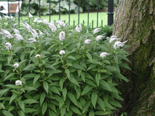 Picture of Gooseneck Loosestrife.