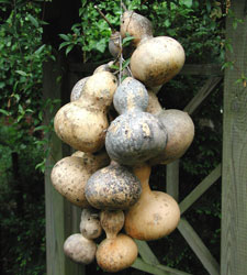 Picture of bottle gourds.