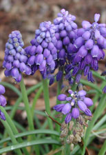 Closeup picture of grape hyacinths