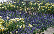 Picture of grape hyacinths