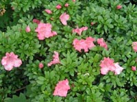 Picture closeup of Gumpo Azaleia leaves and pink flowers.