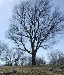 Picture of a hackberry tree.