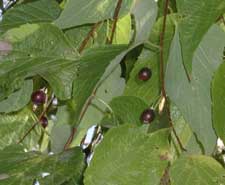Picture of hackberry tree leaves and berries.