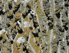 Picture of hackberry tree bark.