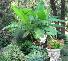Picture of a Hardy Banana plant.