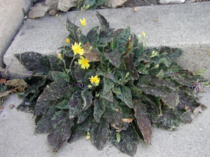 Picture of a Hawk Weed plant