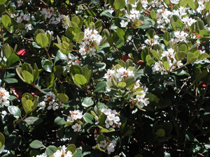 Picture of Indian Hawthorn blooms