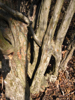 Picture of a Littlehip Hawthorn tree trunk.