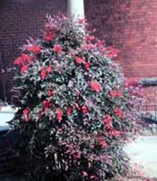 Picture of Heavenly Bamboo showing dark green leaves and red flowers.