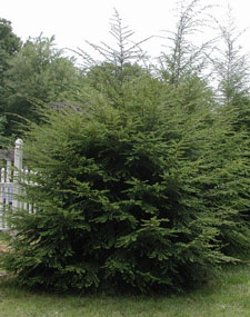 Picture of a Canadian Hemlock