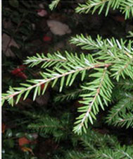 Closeup picture of Canadian Hemlock needles.