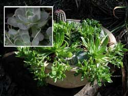 Picture of hens-and-chicks.