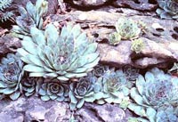Picture of bluish Hens-and-Chickens succulant rosette-shaped plants growing among rocks.